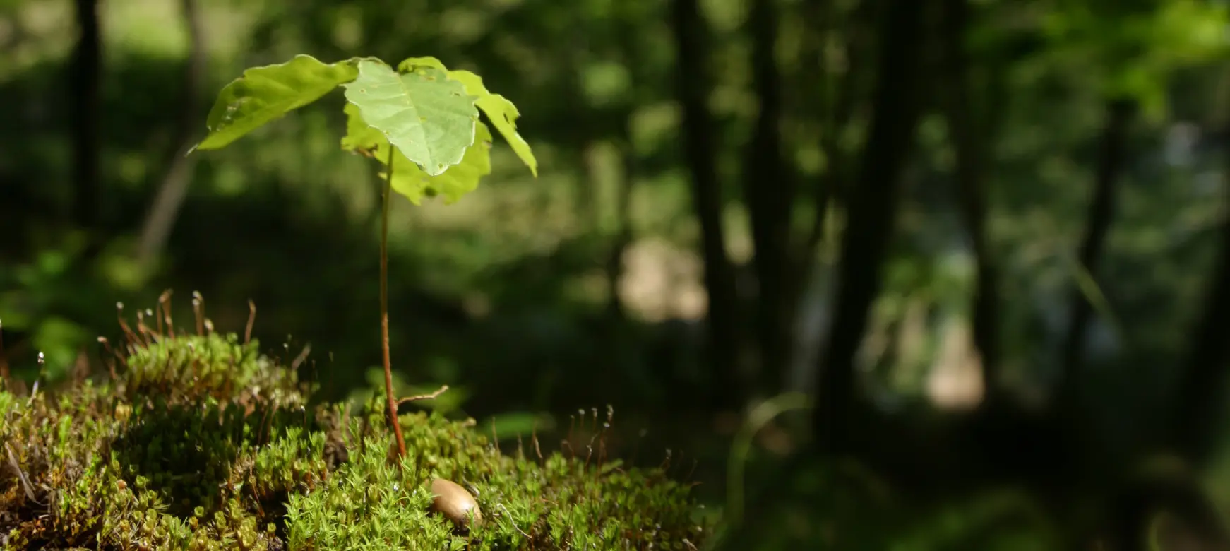 BASE NATURE WORK（株式会社ベースネイチャーワーク）